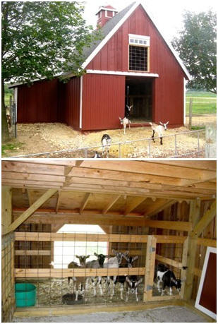 Architect Don Berg's barn designs have been used as sheds, garages, workshops, offices, cabins, studios, horse barns, tractor shelters and more. These photos show his Candlewood Mini Barn being used for pet goats at Edwards Apple Orchard in Poplar Grove, Illinois. Click to learn more about the inexpensive plan sets.