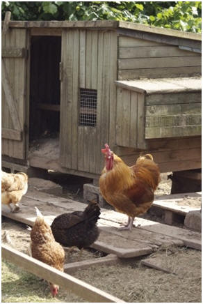 DIY Chicken Coop Building Guide - Have the freshest, organic eggs every day. Recycle table scraps into high quality, safe fertilizer for your garden or landscape.  Learn how to build your own chicken coop and you'll  learn skills and techniques that you can use on any building project. This best-selling, online guide comes with a 60 day money-back guarantee.